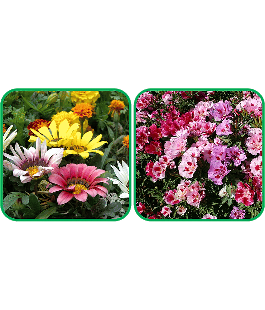 Aero Seeds Clarkia Mix Color (50 Seeds) And Gazania Mix Color (50 Seeds) Flower Seeds Pack