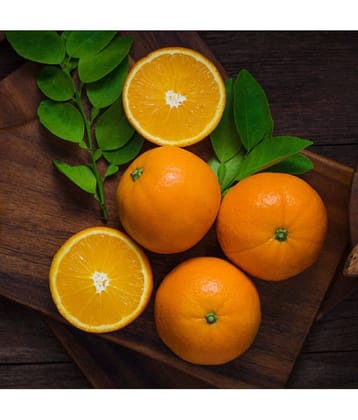 Chinotto Sour Orange Tree Fruit 10 Seeds Citrus Tree Seeds Good germination Seeds