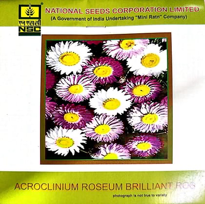 NSC Acroclinium Roseum Brilliant Rose Flower Seed