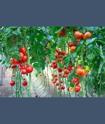 homeagro - Tomato Vegetable ( 100 Seeds )