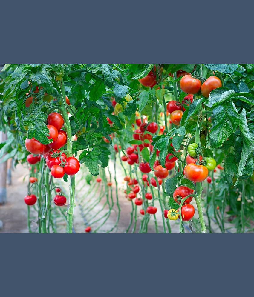 homeagro - Tomato Vegetable ( 100 Seeds )