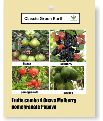 CLASSIC GREEN EARTH - Fruit Seeds ( combo 4 fruits 200 seeds guava mulberry papaya po )