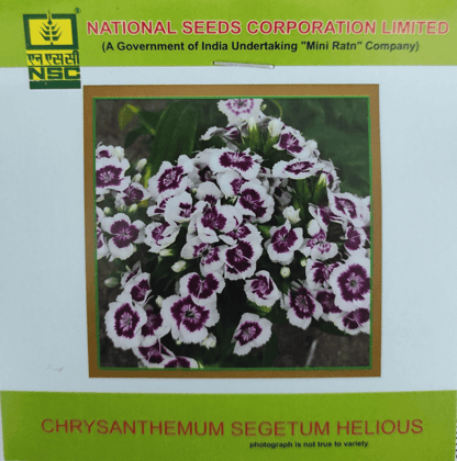 NSC Chrysanthemum Segetum Helious Flower Seed