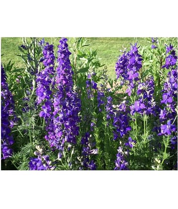 CLASSIC GREEN EARTH larkaspur flower seeds