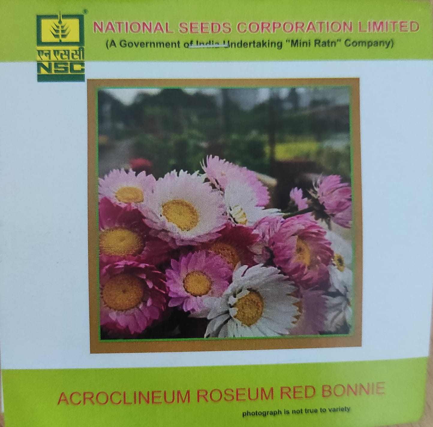 NSC  Acroclineum Roseum Red Bonnie Flower Seed