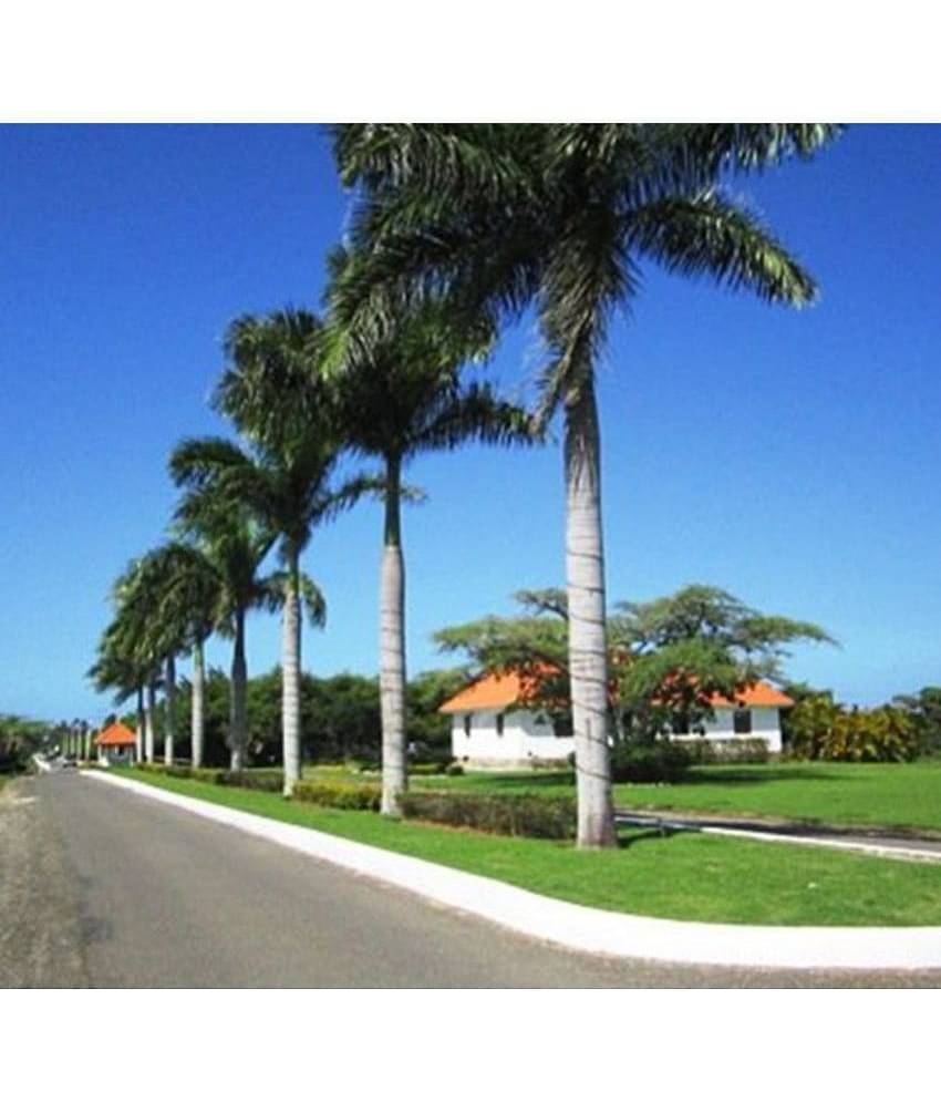 OhhSome Bottle Palm Seeds Oreodoxa Regia Tree Seeds