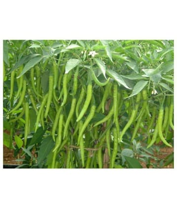 Seedscare Chilli Seeds Hot Jwala Pariksha Hybrid Omaxe Brand Combo (Pack of 50, 2 Packets)