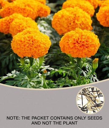 MARIGOLD DHANBASANTI FLOWER SEEDS MAROGOLD 50 Seeds