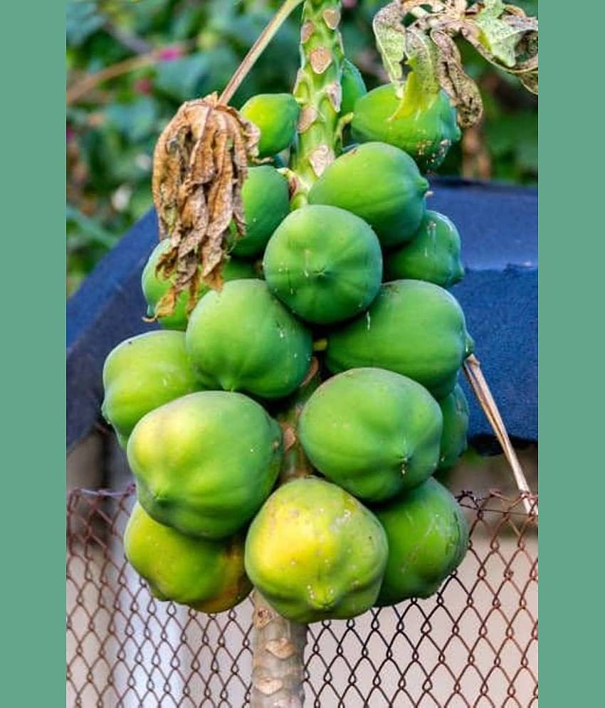 Dwarf Papaya F1 Hybrid Fruit Seeds 50 Seeds
