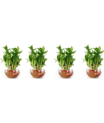 Green plant indoor - Green Wild Artificial Flowers With Pot ( Pack of 4 )