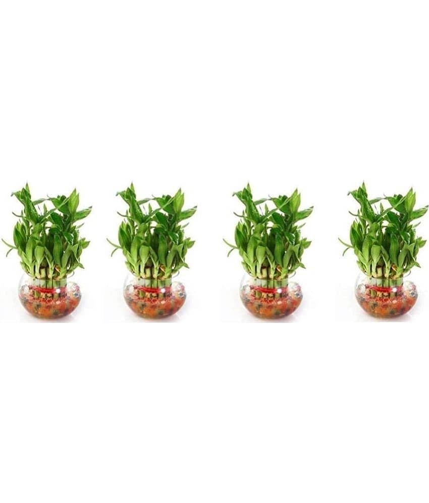 Green plant indoor - Green Wild Artificial Flowers With Pot ( Pack of 4 )