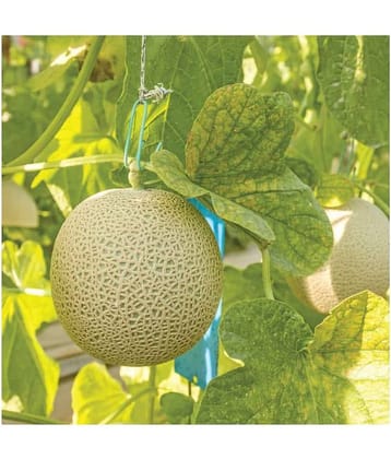 Joycity Musk Melon Organic Fruit Seeds- 25+ Seeds