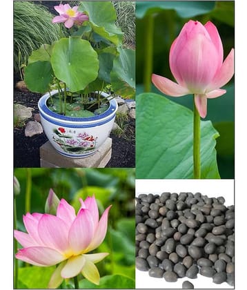 Lotus Seeds pink - Indoor For Home Garden - 10 Seeds
