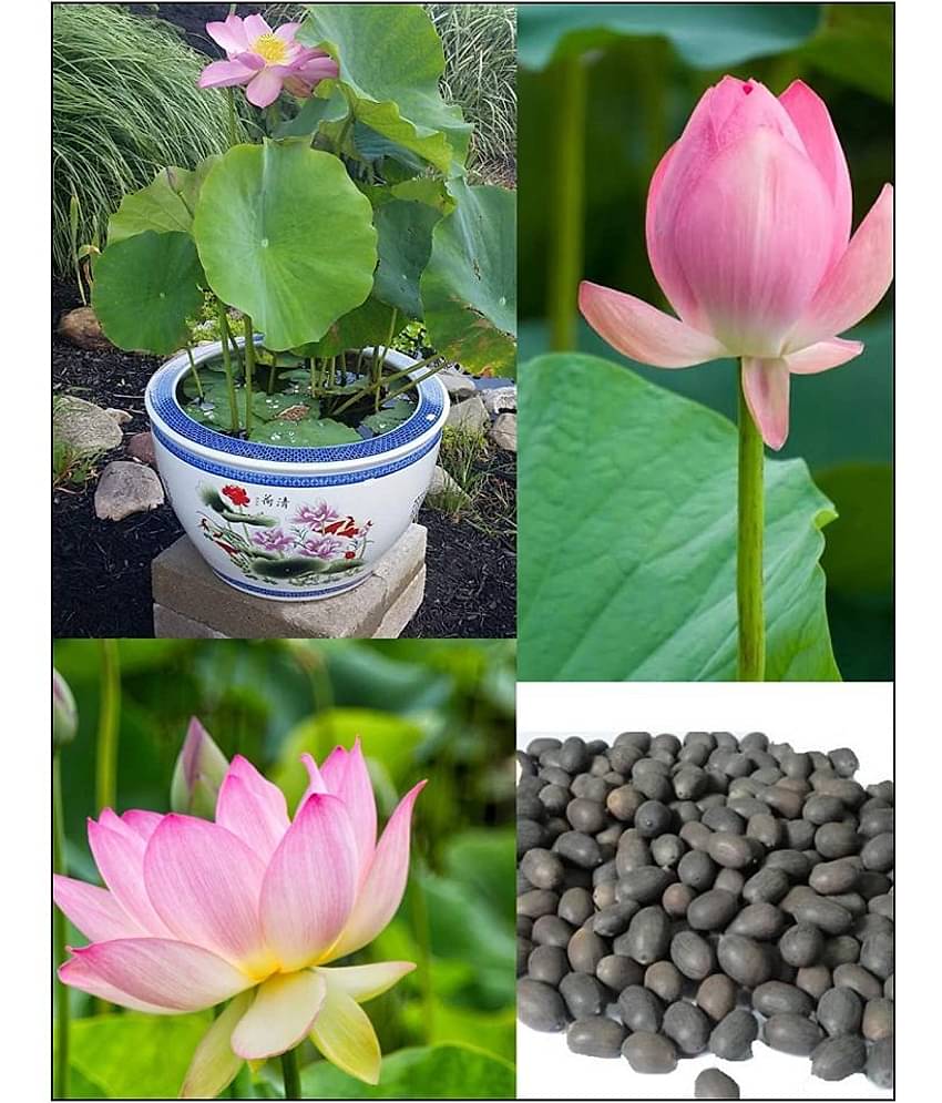 Lotus Seeds pink - Indoor For Home Garden - 10 Seeds