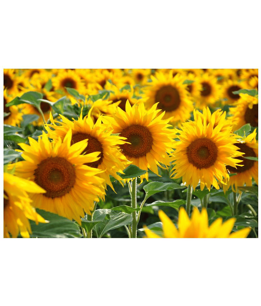 Organics Sunflower High Germinated Hybrid Seeds