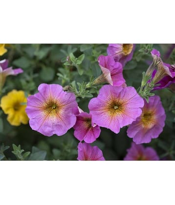 homeagro - Petunia Mixed Flower ( 50 Seeds )