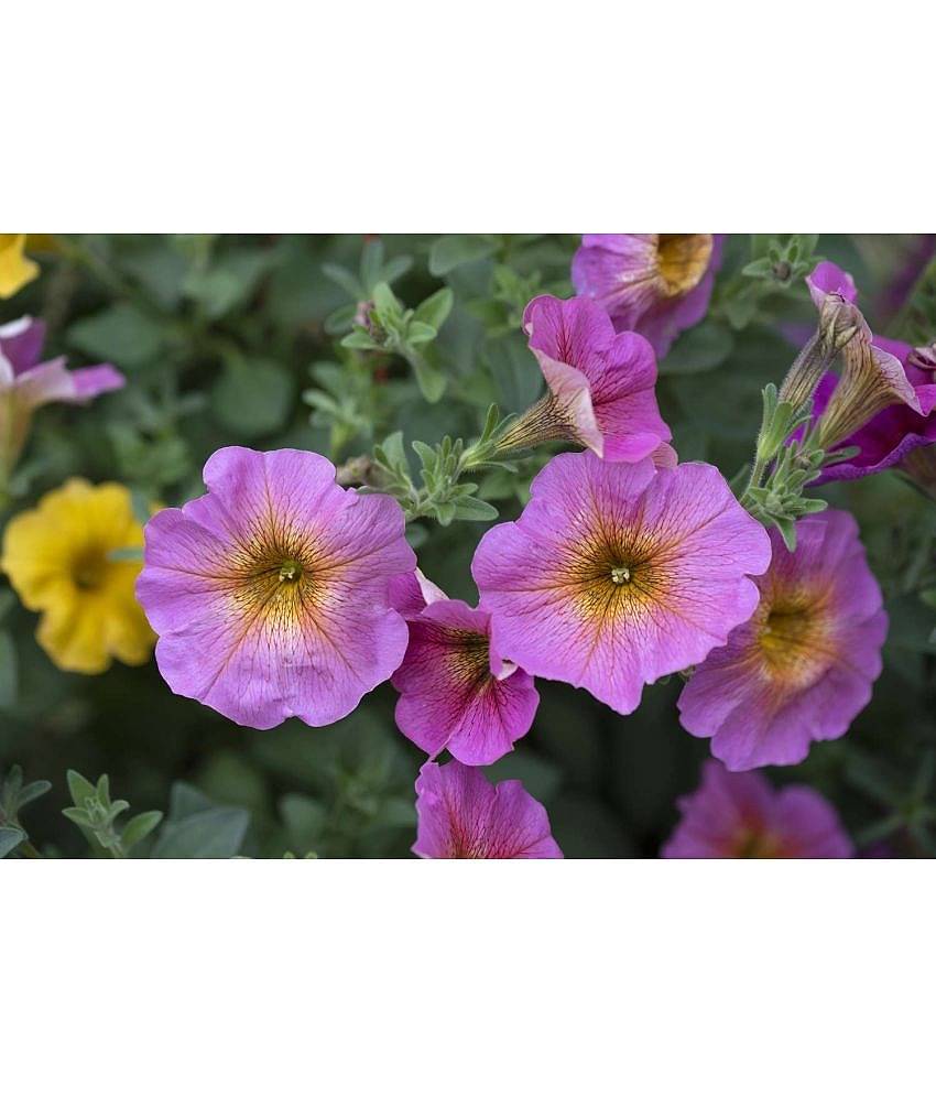 homeagro - Petunia Mixed Flower ( 50 Seeds )