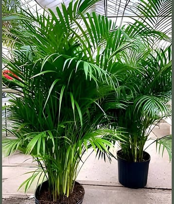Cloud Farm Indoor Bamboo Plant ( Pack of 2 )