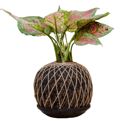 Birthright || Kokedama Aglaonema || Plant
