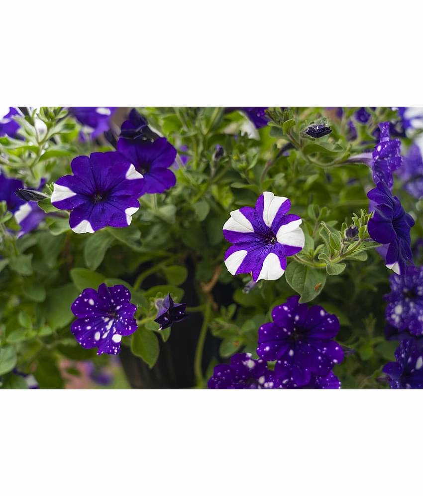 homeagro - Petunia Mixed Flower ( 50 Seeds )