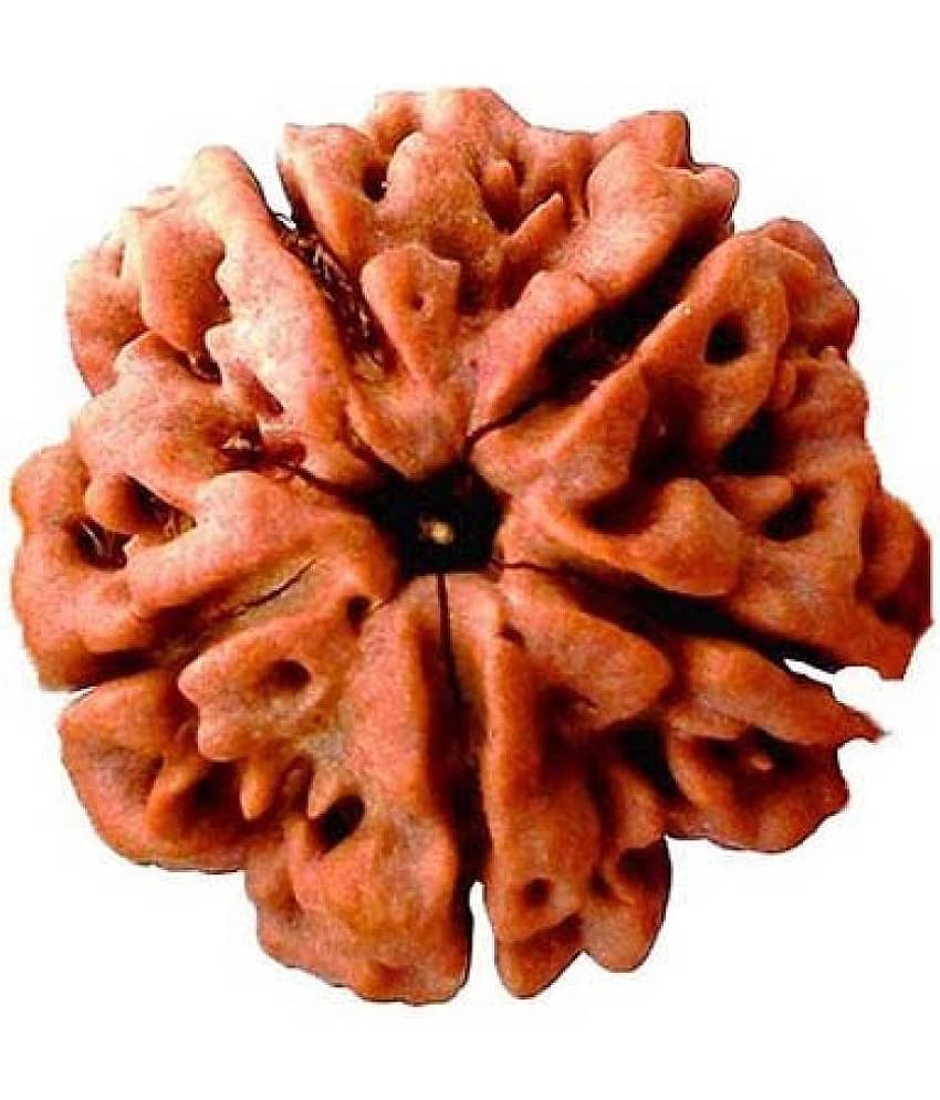 DvR ClicK - 5 Mukhi Rudraksha Bead ( Pack of 1 )