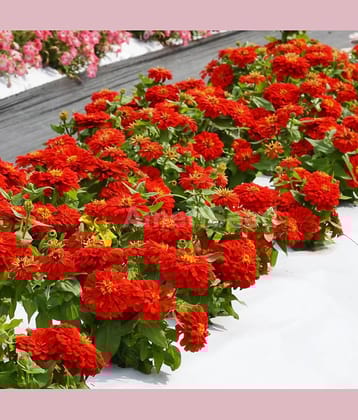 homeagro - Zinnia Mixed Flower ( 20 Seeds )