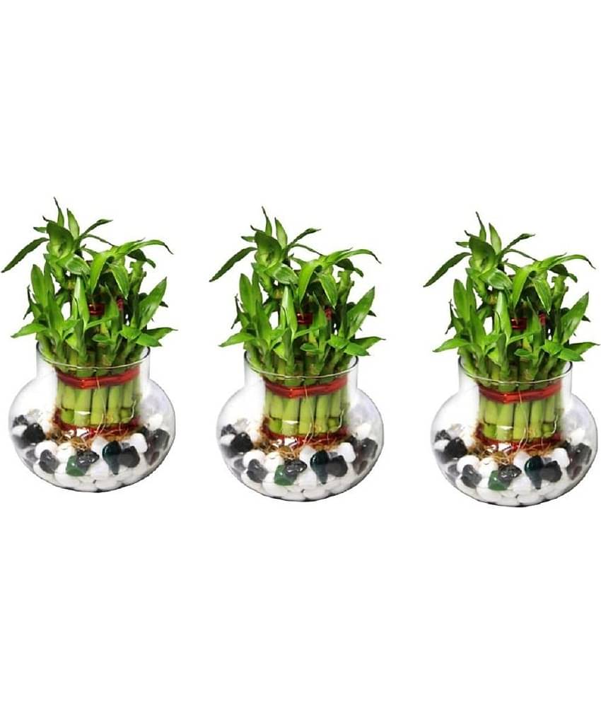 Green plant indoor - Green Wild Artificial Flowers With Pot ( Pack of 3 )