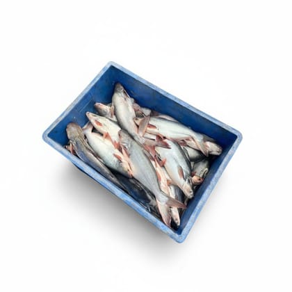 Fresh Whole Fish (Pangasius) - 20 kg - One crate of fresh whole fish