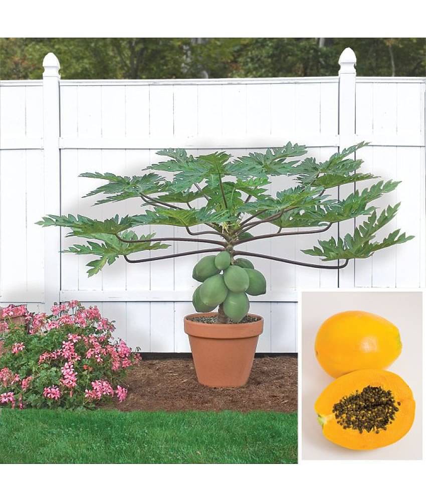 M-Tech Gardens Indoor Dwarf Papaya TR Hovey Carica papaya Fruit Seed for Growing 15 Seeds/Bag