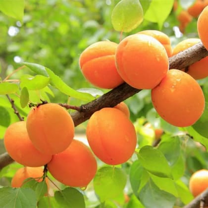 Apricot Fruit Plant