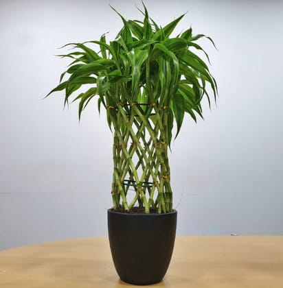 Lucky bamboo (Dracaena sanderiana)