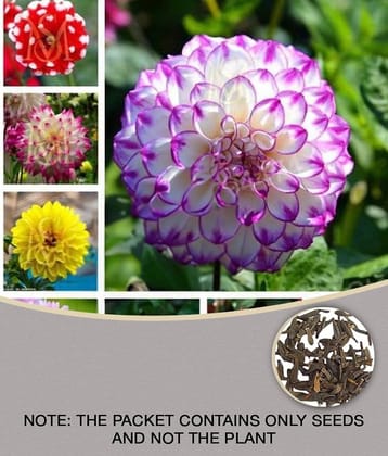 Dalhia Seed / Dahlia Hybrids Mixed Color - Dahlia Flower - 30 Seeds + cocopeat soil free