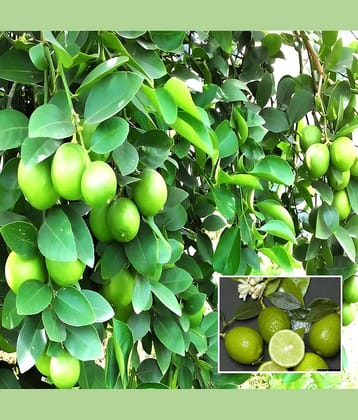 Cloud Farm Outdoor Lemon Fruit Plant Pack of 1