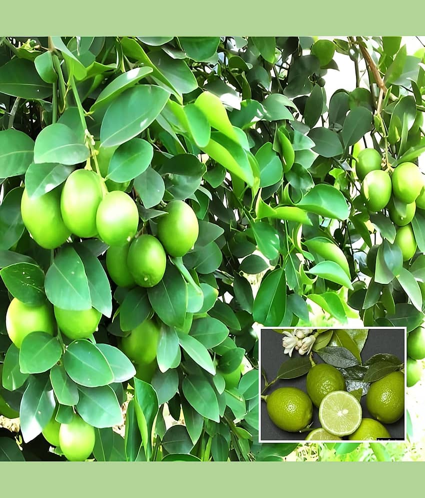 Cloud Farm Outdoor Lemon Fruit Plant Pack of 1