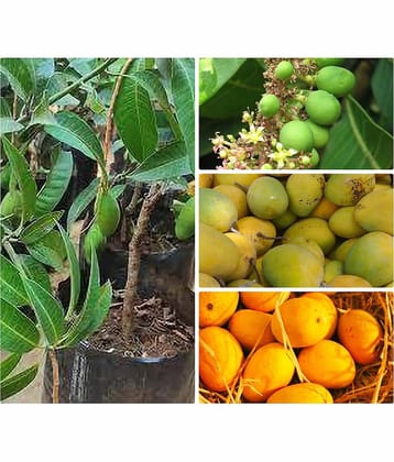 Cloud Farm Outdoor Mango Fruit Plant Pack of 1