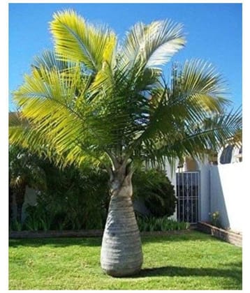 Bottle Palm Seeds - Pack of 10 Seeds