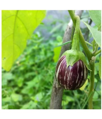 FLARE SEEDS Brinjal Seeds - 100 Exotic Seeds