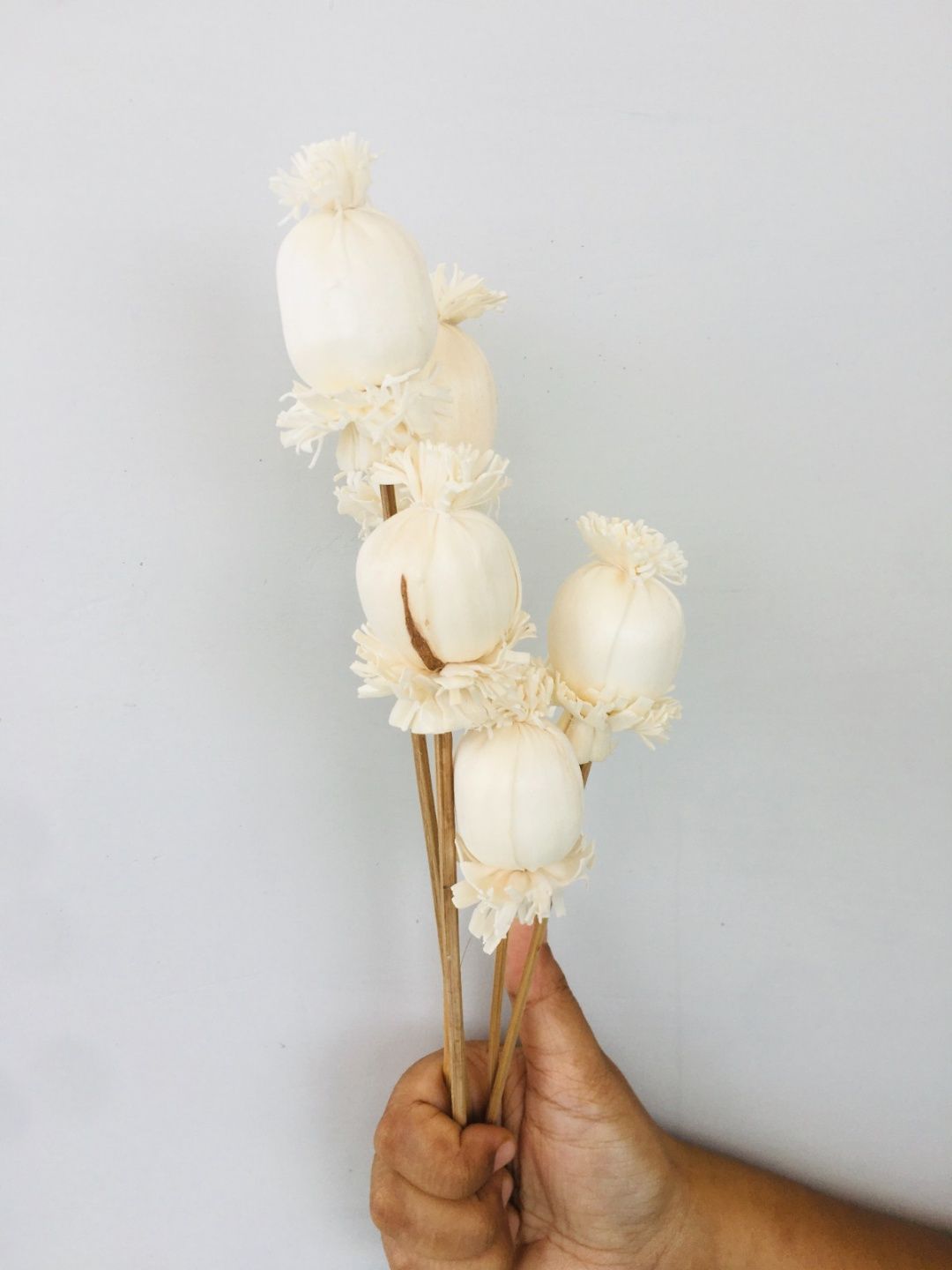 Buds Sola Flower (5pcs)