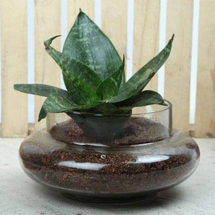 Soothing Sansevieria Trifasciata Terrarium Soothing Sansevieria Trifasciata Terrarium