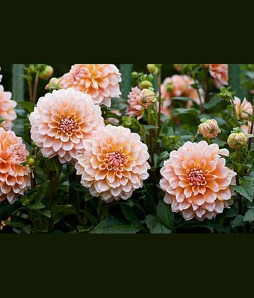 HN organic seed - Dahlia Mixed Flower ( 25 Seeds )