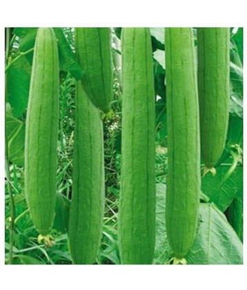 preji Gardens Rare imported F1 hybrid sponge Gourd Seeds 20 seeds