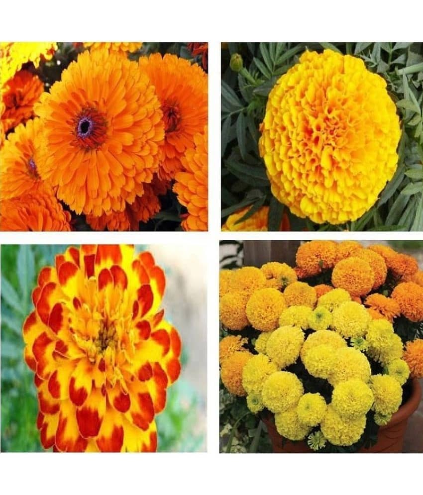 sky star agro & co. - African Marigold Flower ( 50 Seeds )