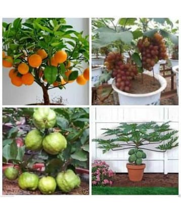 Azalea Gardens Bonsai 20 Fruit Seeds Combo (Orange, Guava, Grapes & Papaya) + Instruction Manual