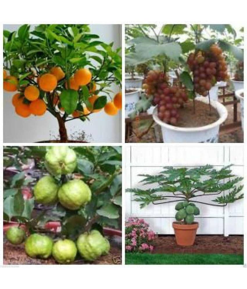 Azalea Gardens Bonsai 20 Fruit Seeds Combo (Orange, Guava, Grapes & Papaya) + Instruction Manual