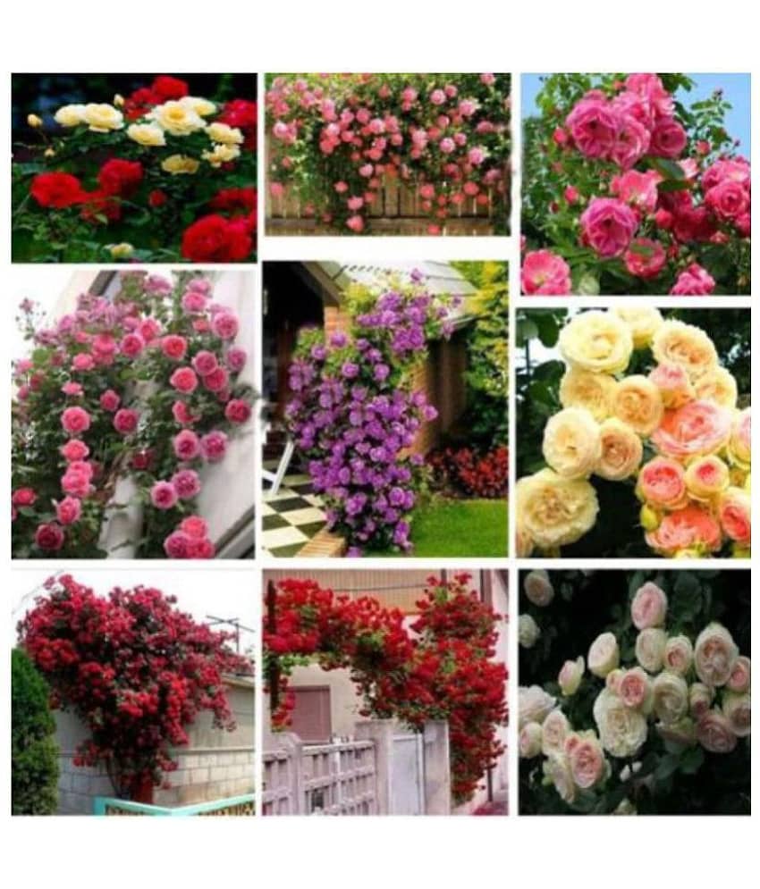 Matrix Rose Flower Seeds "Mixed Rose" 20 Seeds Pack