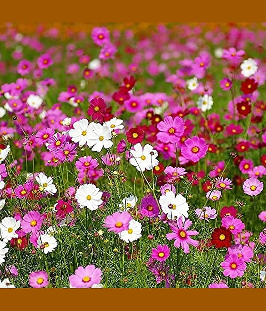 Leafy Tales Cosmos- Flower Seeds for Balcony Gardening, 50 seeds