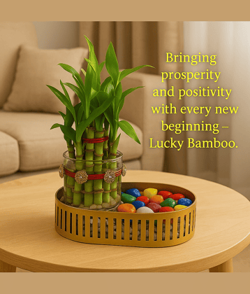 R.R.V. International Indoor Bamboo Plant ( Pack of 1 )