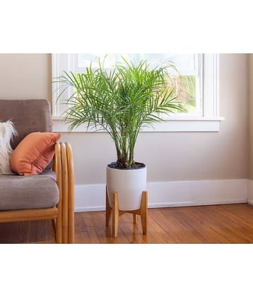 HN organic seed - Areca palm Plant ( 5 Seeds )