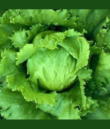 PARTHVA SEEDS Green Lettuce Vegetable ( 100 Seeds )