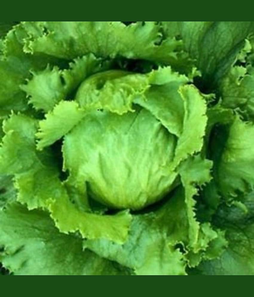 PARTHVA SEEDS Green Lettuce Vegetable ( 100 Seeds )